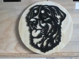 berner sennen