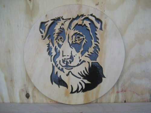 border collie